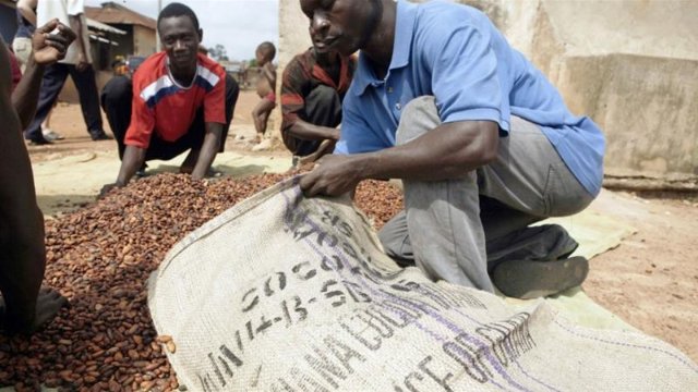Ghana's cocoa output hit hard by dry, hot winds