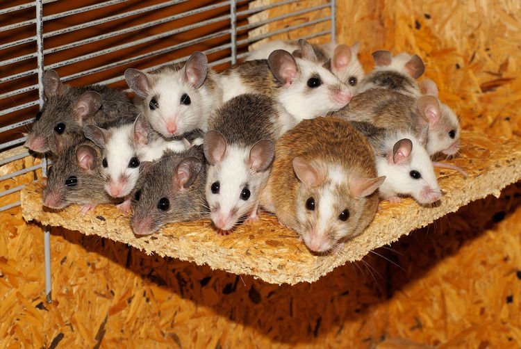 Man Uses Rodents to Scam Hotels Into Letting Him Skip the Bill