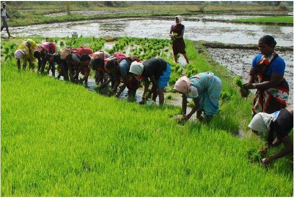 MOFA takes delivery of 1,000 mini Planters and Solar Powered Rice Mills for farmers - Minister