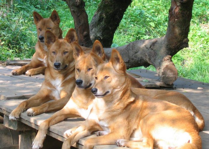 Ghana to conduct first dog census
