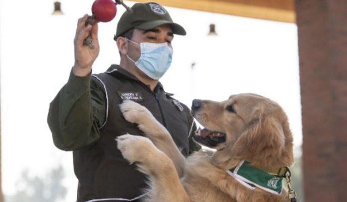 Dogs trained in Chile to sniff out coronavirus