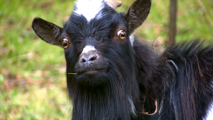 Woman sues neighbour over the paternity of her ‘dwarf’ goats