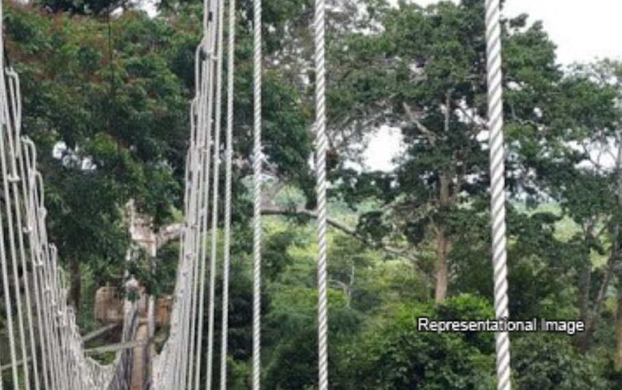 Ote Waterfalls treetop walkway nears completion