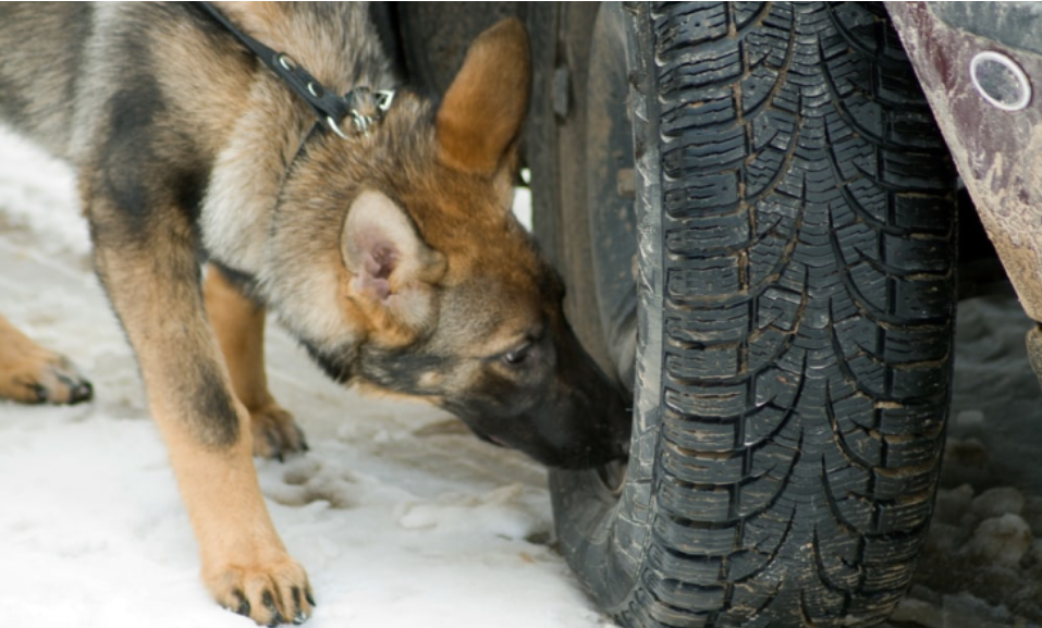 Namibia trains dogs to sniff out coronavirus