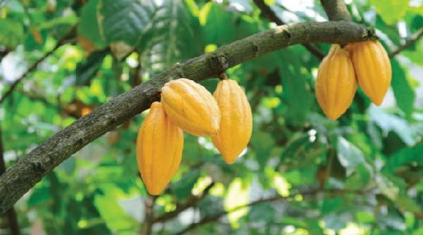 cocoa producer price f