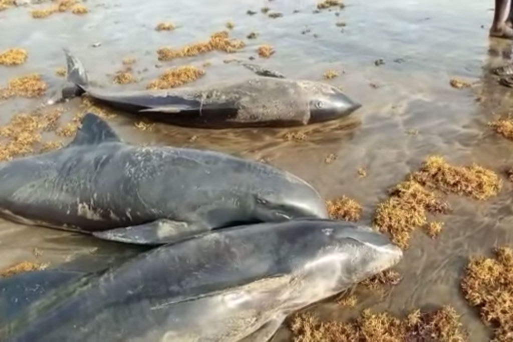 Ghana: 38 Dolphins released back into sea